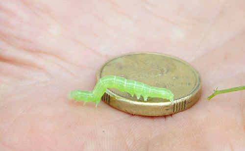 Small creatures, big problem. Small creatures, big problem.